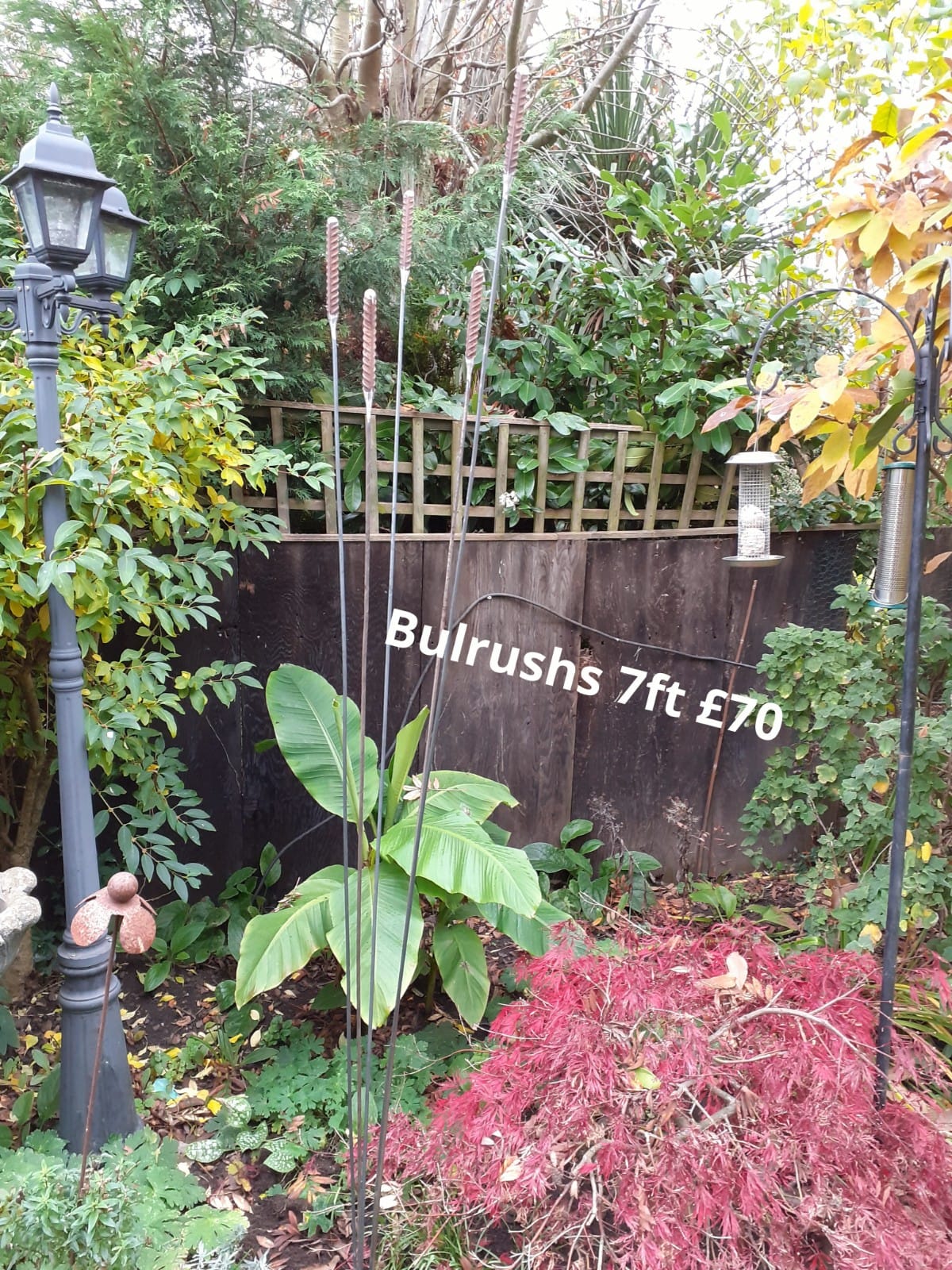 Bulrushes 7ft - £70